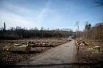 Vykácené stromy v oblasti Poruba-Myslivna, 25. února 2019 v Ostravě.