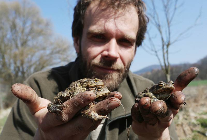 Migrující žabí populaci zachraňují dobrovolníci v celé republice. Jedním z nich je Roman Vlček, který postupně vybírá žáby ze zátarasů a přenáší je do místního rybníka.