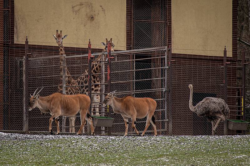 Zoo Ostrava je nadále dle nařízení vlády uzavřená, 6. února 2021 v Ostravě.