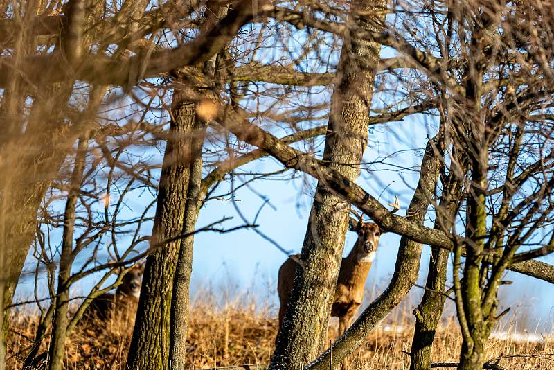 Naučnou stezku Obora Sovinec vytvořili členové Mysliveckého sdružení Fryčovice. Jejich obora se specializuje na chov vzácné zvěře, jelence viržinského (běloocasého). Fryčovice, 10. ledna 2021.