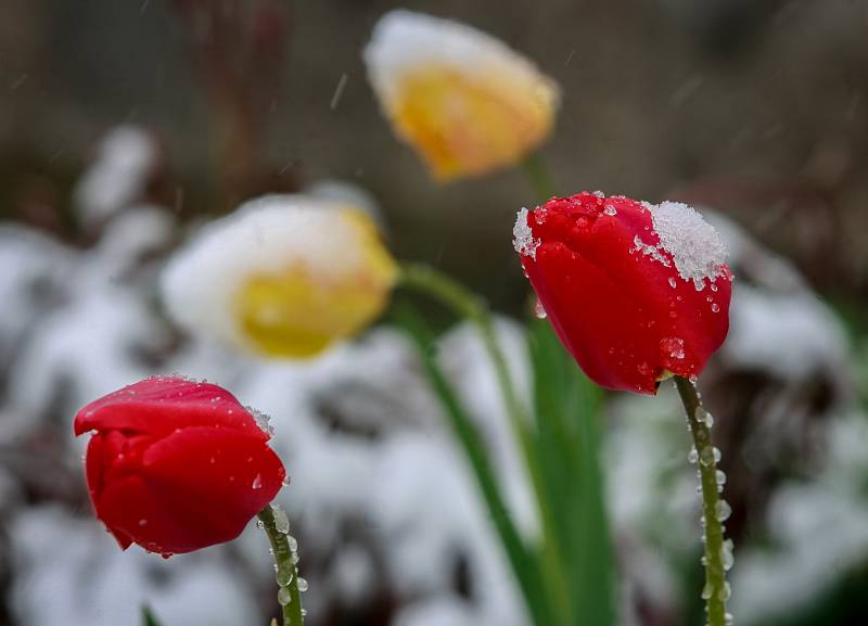 Středa 19. dubna 2017 v Ostravě. Zasněžené tulipány.