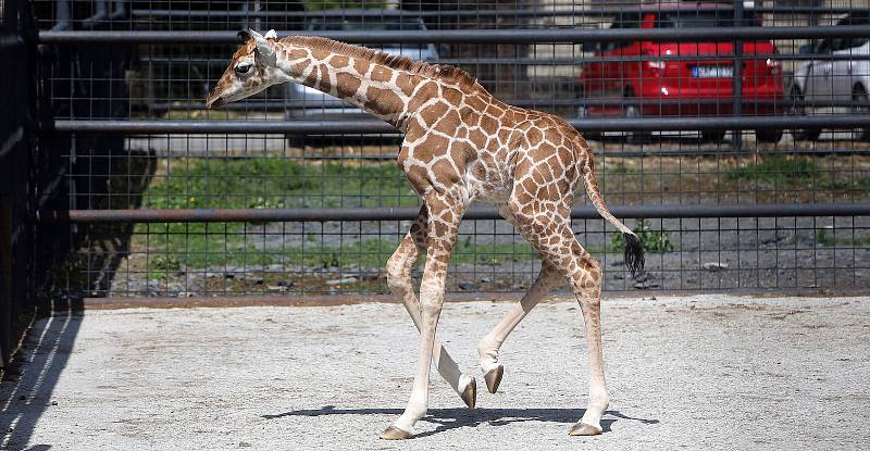 Žirafy v českých Zoo. Ilustrační foto.