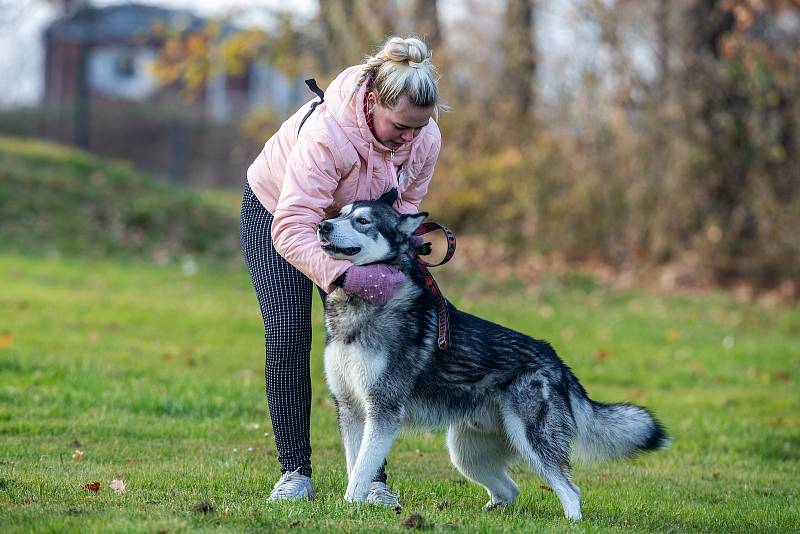 Charitativní plavecká akce Kamilovy míle, kterou uspořádal spolek plavců Zimní koupelníci, 13. listopadu 2021, Žermanická přehrada.