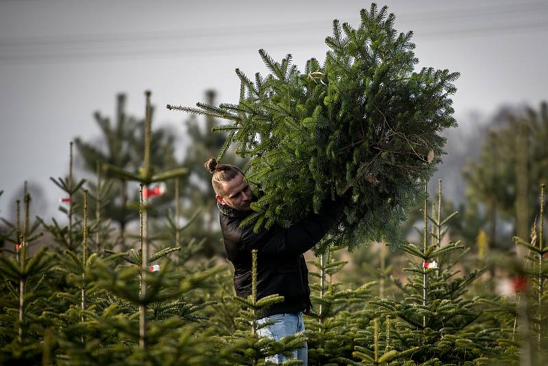 Plantáž vánočních stromků ve Vratimově
