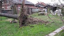 Strom na Rudné ulici v Ostravě naštěstí spadl před příjezdem hasičů do zahrady.