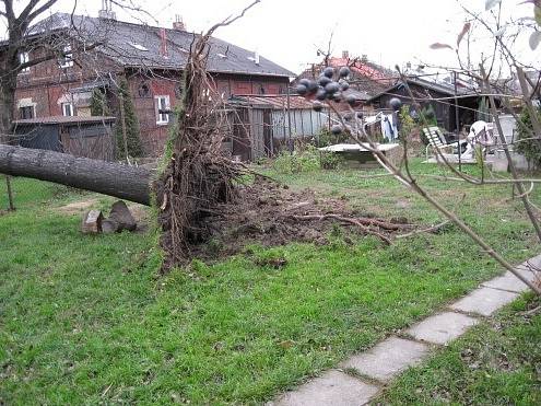 Strom na Rudné ulici v Ostravě naštěstí spadl před příjezdem hasičů do zahrady.