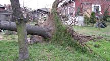 Strom na Rudné ulici v Ostravě naštěstí spadl před příjezdem hasičů do zahrady.