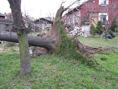 Strom na Rudné ulici v Ostravě naštěstí spadl před příjezdem hasičů do zahrady.