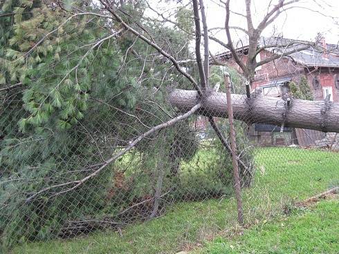 Strom na Rudné ulici v Ostravě naštěstí spadl před příjezdem hasičů do zahrady.