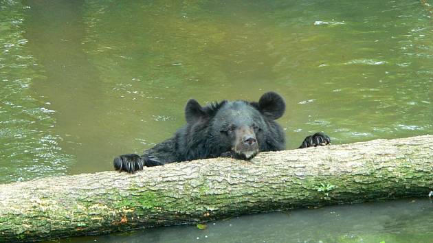 Medvěd ušatý v Zoo Ostrava