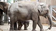 Sloni v Zoo Ostrava. Ilustrační foto.