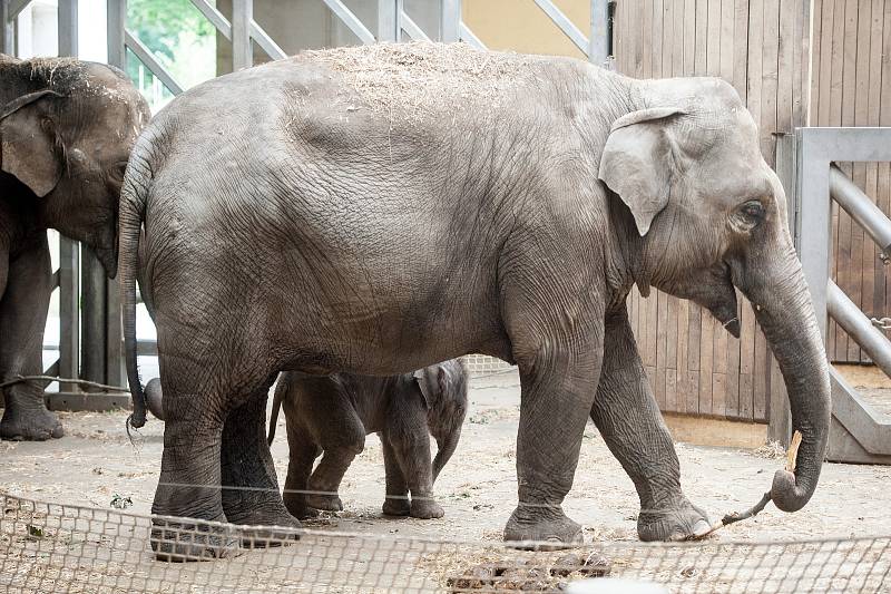 Sloni v Zoo Ostrava. Ilustrační foto.