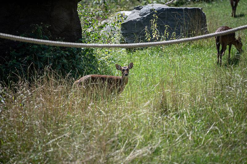 Zoo Ostrava otevřela nové expozice pro primáty gibony bělolícé, 15. srpna 2022.