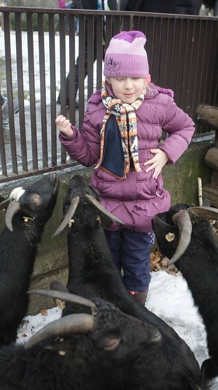 ablka, mrkve nebo třeba oříšky věšely v sobotu děti na stromky v ostravské zoologické zahradě. Před Vánoci je tak malí návštěvníci zahrady zdobili vším, co mají zvířátka rády.