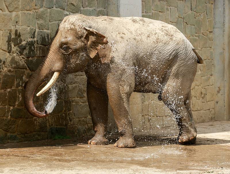 Nový sloní samec slona indického v ostravské ZOO.