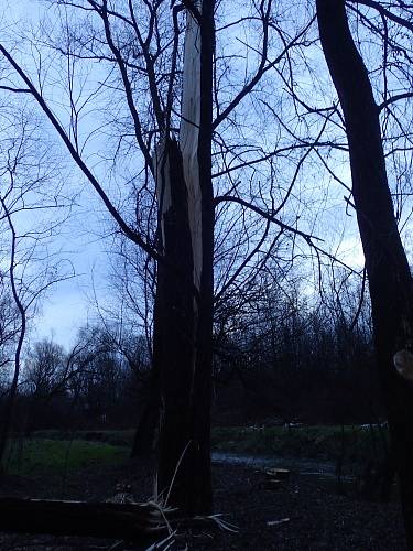 Zásah ostravských hasičů u větrem vyvráceného stromu ve Slezské Ostravě. 