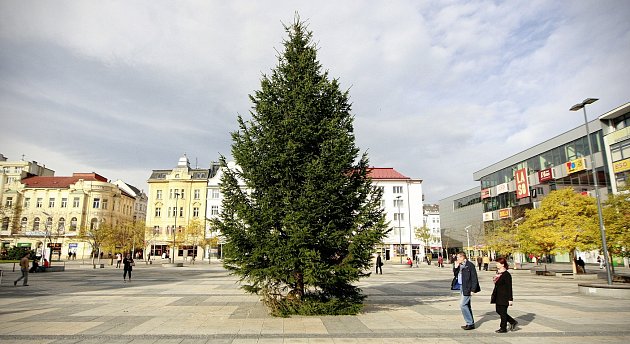 Vánoční strom na Masarykově náměstí v Ostravě už stojí.