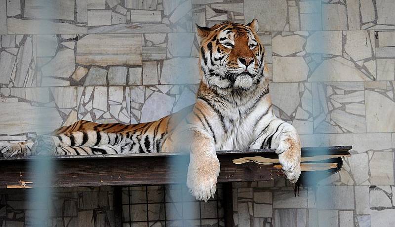 Tygr Thara vytvoří pár s tygřicí Majou.