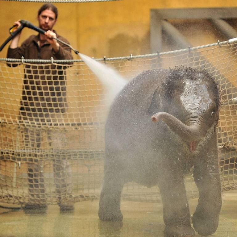 Nejmladší sloní samička z ostravské zoo se narodila 4. února 2014. Letos slaví své první narozeniny.