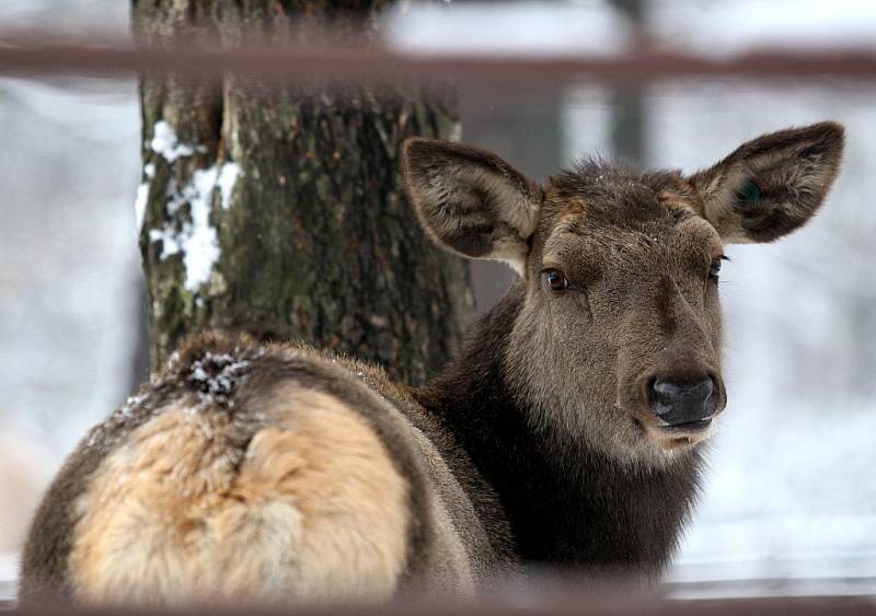 Návštěva ostravské zoo je zajímavá i v zimě.