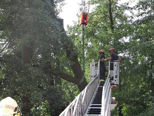 Zákrok hasičů u dubu ve Vřesinské ulici v Ostravě-Porubě.