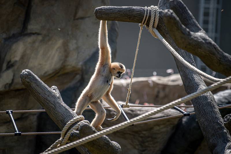 Zoo Ostrava otevřela nové expozice pro primáty gibony bělolícé, 15. srpna 2022.