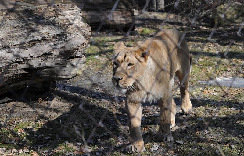 Komentované krmení v ostravské zoo