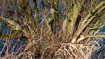 Stromy na břehu řeky Odry, které okusuje bobr, leden 2020 v Ostravě.