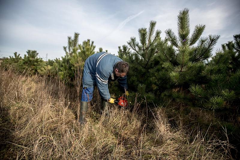 Balení vánočních stromků pro převoz do firmy Zafido na plantáži v obci Konětopy ve Středních Čechách.