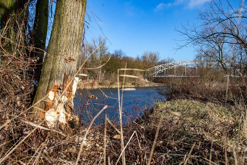 Stromy na břehu řeky Odry, které okusuje bobr, leden 2020 v Ostravě.