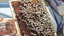 Dříve se neřešila otázka léčení včel, říká opavská včelařka Michaela Štěpáníková