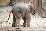 Mládě slona indického, které se narodilo  8. července 2017 v Zoo Ostrava. Ilustrační foto.