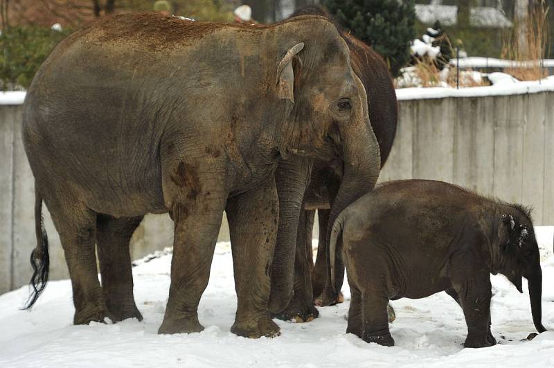 Nejmladší sloní samička z ostravské zoo se narodila 4. února 2014. Letos slaví své první narozeniny.