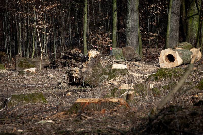 Vykácené stromy v oblasti Poruba-Myslivna, 25. února 2019 v Ostravě.