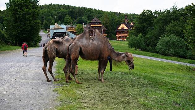 Velbloudi v Beskydech.