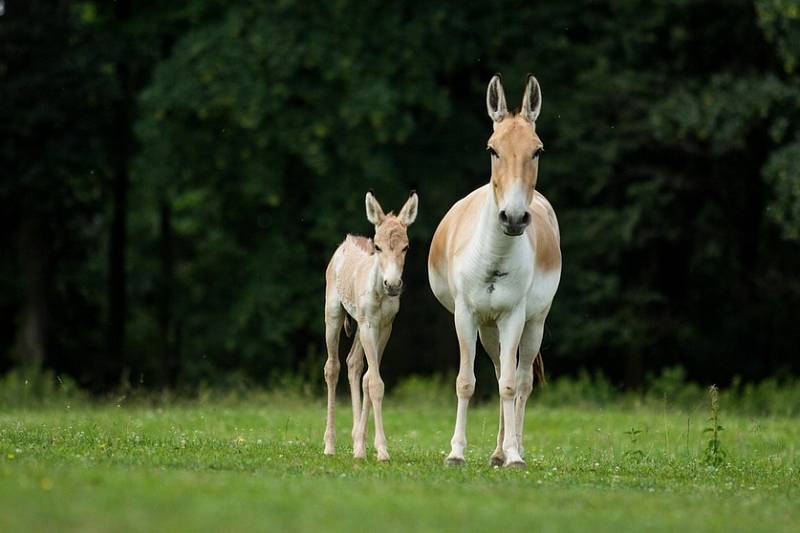 Onageři v ostravské zoo.