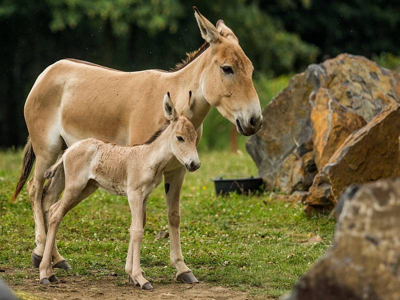 Asijský osel onager s mládětem.