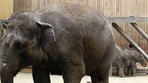 Malá třítýdenní slonice v ostravské zoo na snímku z 26. února 2014.