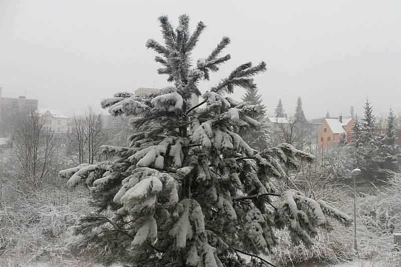 FOTO PRO SROVNÁNÍ: 31.3.2013, Boží hod velikonoční ve Frýdku-Místku - stejný strom ráno v 9 hodin