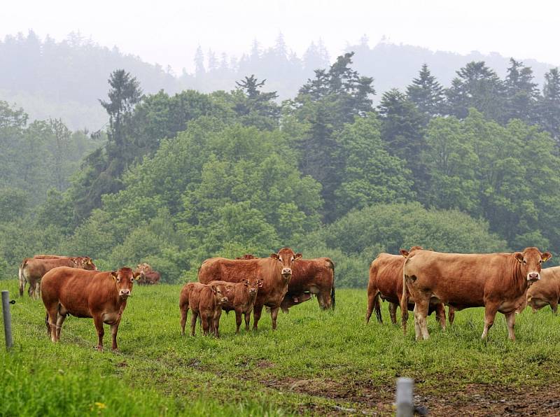 Společnost Vítkovská zemědělská s.r.o. se zabývá ekologickým zemědělstvím.