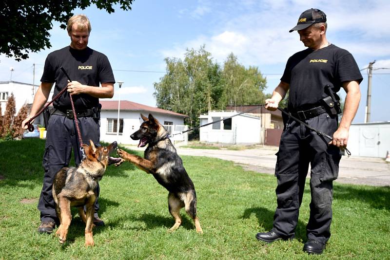 Čtyřměsíční Laiss a o měsíc starší Zik jsou nejmladšími posilami skupiny speciálních kynologických činností Krajského ředitelství policie Moravskoslezského kraje v Ostravě.