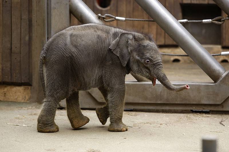 Malá třítýdenní slonice v ostravské zoo na snímku z 26. února 2014.