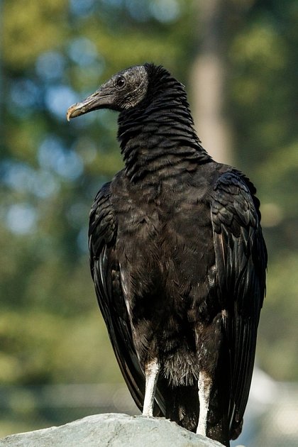 Zoo Ostrava zve do své největší průchozí voliéry. Navštivte obyvatele La Pampy.