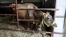 Část zemědělců nechce posílat krávy na porážku na průmyslová jatka, chtějí je porazit tam, kde žijí.