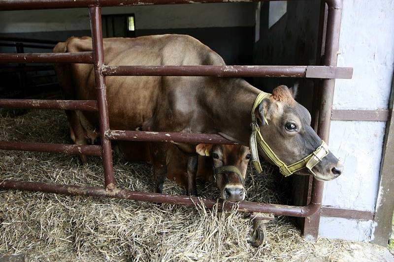 Část zemědělců nechce posílat krávy na porážku na průmyslová jatka, chtějí je porazit tam, kde žijí.