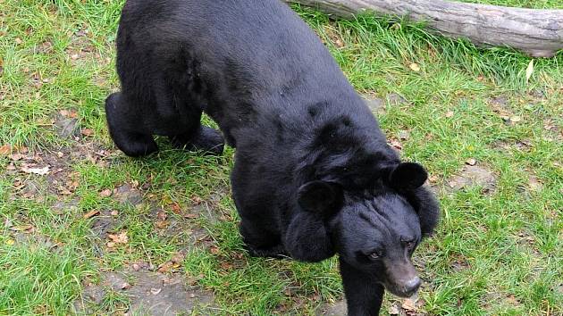 Dva medvědi ušatí, kteří žijí v ostravské zoologické zahradě, už si dosyta užívají nový venkovní výběh.