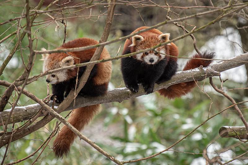 Zoo Ostrava je nadále dle nařízení vlády uzavřená, 6. února 2021 v Ostravě. Panda červená.