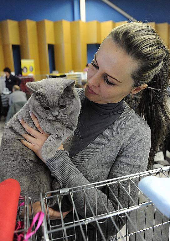 Sobotní mezinárodní výstava ušlechtilých koček přilákalá na výstaviště Černá louka velké množství zájemců o tyto čtyřnohé mazlíčky. Výstava potrvá do neděle.