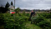 Prodej vánočních stromečků na plantáži ve Vratimově, sobota 7. prosince 2019.