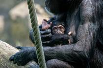 Mládě šimpanze hornoguinejského, které se narodilo v Zoo Ostrava 28. února 2020, se má čile k světu. Na snímku z 18. května 2020.